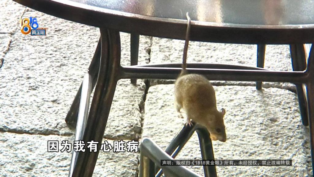 吃完饭一出包厢被大老鼠吓坏了,当事人:退一赔十 第2张 吃完饭一出包厢被大老鼠吓坏了,当事人:退一赔十 第2张
