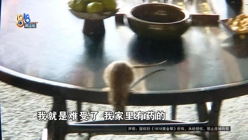 吃完饭一出包厢被大老鼠吓坏了,当事人:退一赔十 第5张 吃完饭一出包厢被大老鼠吓坏了,当事人:退一赔十 第5张