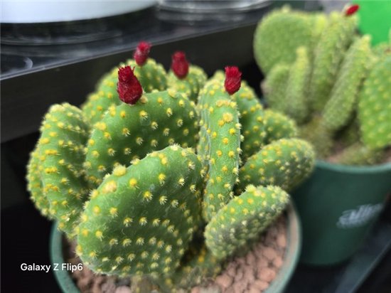 首款骁龙8 Gen3小折叠 三星Galaxy Z Flip6手机评测  第28张 首款骁龙8 Gen3小折叠 三星Galaxy Z Flip6手机评测  第28张
