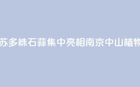 江苏:2000多株石蒜集中亮相南京中山植物园 第1张 江苏:2000多株石蒜集中亮相南京中山植物园 第1张