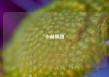 卡赫集团