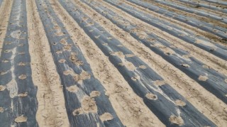 种植耐旱作物、启动备用水源，甘肃各地多举措应对旱情