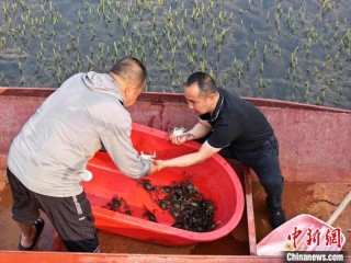 (乡村行·看振兴)“鲜”到盐碱地 吉林西部“虾兵蟹将”有大作为