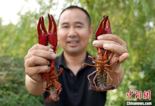 (乡村行·看振兴)“鲜”到盐碱地 吉林西部“虾兵蟹将”有大作为