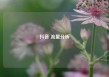 抖音 流量分析