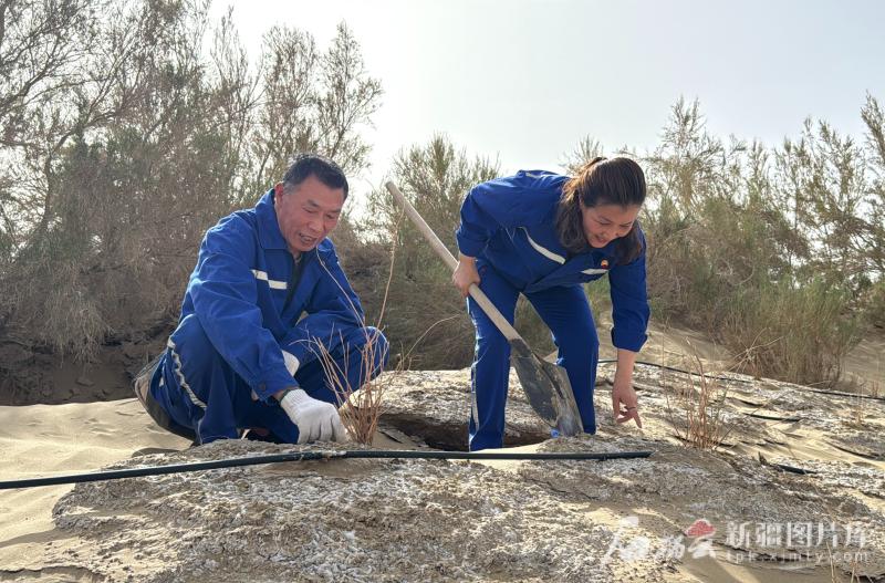 大国工程看新疆·践四力改文风丨“把树守好了	，路就好了！”  第1张